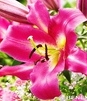 Showbox Lilium -  Lilia Drzewiasta Ot Hybride "4" 16/18 100 Szt.