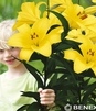 Showbox Połówkowy Lilium -  Lilia Drzewiasta Ot Hybride "4" 16/18 50 Szt.
