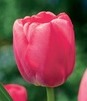 Showbox Tulipa - Tulipan Darwina "3" - Pride 11/12  250 Szt.