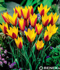 Showbox 10-cio Komorowy  Tulipa - Tulipan Botaniczny  500 Szt.