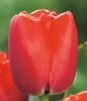 Showbox Połówkowy Tulipa - Tulipan Darwina "3" - Pride 11/12  125 Szt.