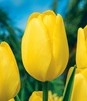 Showbox Połówkowy Tulipa - Tulipan Darwina "3" - Pride 11/12  125 Szt.