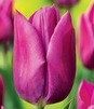 Showbox Połówkowy Tulip - Tulipan Triumph "5"  11/12 125 Szt.