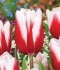 Showbox Połówkowy Tulip - Tulipan Triumph "5"  11/12 125 Szt.