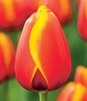 Showbox Połówkowy Tulip - Tulipan Triumph "5"  11/12 125 Szt.
