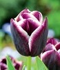 Showbox Połówkowy Tulip - Tulipan Triumph "5"  11/12 125 Szt.