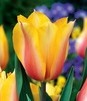 Showbox Połówkowy Tulip - Tulipan Triumph "5"  11/12 125 Szt.