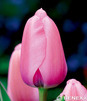 Showbox Tulipa - Tulipan Darwina "1" 11/12  250 Szt.