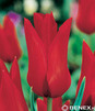 Showbox Tulipa - Tulipan Liliokształtny "2"  11/12  250 Szt.