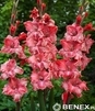 Showbox Połówkowy Gladiolus - Mieczyk "23" 12/14 150 Szt.