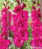 Showbox Połówkowy Gladiolus - Mieczyk "23" 12/14 150 Szt.
