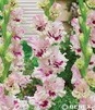 Showbox Połówkowy Gladiolus - Mieczyk "23" 12/14 150 Szt.