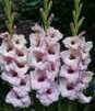 Showbox Połówkowy Gladiolus - Mieczyk "23" 12/14 150 Szt.
