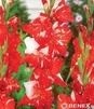 Showbox 10-cio Komorowy Gladiolus - Mieczyk Wielkokwiatowy "3" 12/14 300 Szt.