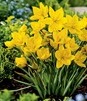 Showbox Tulipa - Tulipan Botaniczny "3" 6/+ 250 Szt.