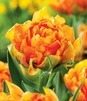Showbox Tulipa - Tulipan Pełny Dla Kolekcjonera 11/12 150 Szt.