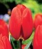 Showbox Tulipa - Tulipan  Gigantyczny "2" 11/12 250 Szt.