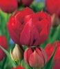 Showbox Połówkowy  Tulipa - Tulipan Pełny "6" 11/12 125 Szt.