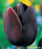 Showbox Tulipa - Tulipan Pojedynczy Późny  12/+ 250 Szt.