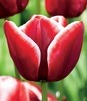 Showbox Połówkowy  Tulipa - Tulipan Triumph "6"  11/12 125 Szt.