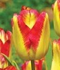 Showbox Połówkowy Tulipa - Tulipan Triumph "7"  11/12 125 Szt.