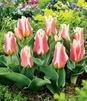 Showbox Połówkowy  Tulipa - Tulipan Z Dwukolorowym Liściem 11/12 125 Szt.