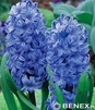 Showbox 10-cio Komorowy  Hyacinthus - Hiacynt "1" I "2" 16/18  150 Szt.