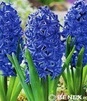 Showbox 10-cio Komorowy  Hyacinthus - Hiacynt  "3" I Pełny 16/18  125 Szt.