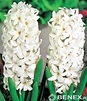 Showbox 10-cio Komorowy  Hyacinthus - Hiacynt Promocyjny I Dwukolorowy 125 Szt.