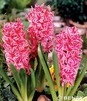 Showbox 10-cio Komorowy  Hyacinthus - Hiacynt Promocyjny I Dwukolorowy 125 Szt.