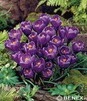 Showbox 10-cio Komorowy Tulipa, Crocus - Tulipan I Krokus Wielkokwiatowy 375 Szt