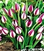 Showbox 10-cio Komorowy  Tulipa - Tulipan Botaniczny  500 Szt.