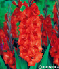Showbox Połówkowy Gladiolus - Mieczyk Wielkokw. Promocyjny 14/+  150 Szt.