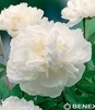 Showbox Połówkowy Paeonia - Piwonia "4"  2/3 10 Szt.