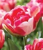 Showbox Tulipa - Tulipan Doniczkowy 11/12  150 Szt.