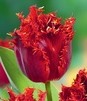 Showbox Tulipa - Tulipan Strzępiasty "5" 11/12 150 Szt.
