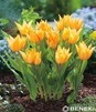 Showbox Tulipa - Tulipan Botaniczny "2" 6/7  500 Szt.