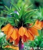 Showbox 10-cio Komorowy Allium,  Fritillaria  - Czosnek I Korona Cesarska  40 Sz