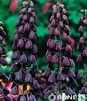 Showbox 10-cio Komorowy Allium,  Fritillaria  - Czosnek I Korona Cesarska  40 Sz