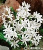 Showbox 10-cio Komorowy Chionodoxa, Fritillaria - Śnieżnik I  Szachownica  375 S