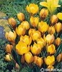 Showbox 10-cio Komorowy Iris Reticulata, Crocus - Kosiaciec Żyłkowany I  Krokus 