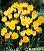 Showbox 10-cio Komorowy Iris Reticulata, Crocus - Kosiaciec Żyłkowany I  Krokus 
