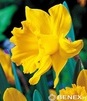 Showbox 10-cio Komorowy Narcissus - Narcyz Pachnący I Narcyz Promocyjny 12/14 22