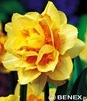 Showbox 10-cio Komorowy Narcissus - Narcyz Pełny I Narcyz Promocyjny 150 Szt.