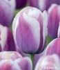 Showbox 10-cio Komorowy Tulipa - Tulipan Botaniczny I Promocyjny 375 Szt.