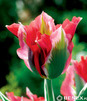 Showbox Tulipa - Tulipan Virindiflora "2" 11/12  250 Szt.