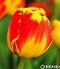 Showbox 10-cio Komorowy Tulipa - Tulipan Darwina 11/12 250 Szt.