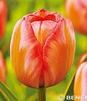 Showbox 10-cio Komorowy Tulipa - Tulipan Darwina 11/12 250 Szt.