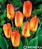 Showbox 10-cio Komorowy Tulipa - Tulipan Niski Fostera I Tulipan Promocyjny 10/1