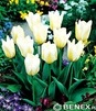 Showbox 10-cio Komorowy Tulipa - Tulipan Niski Fostera I Tulipan Promocyjny 10/1